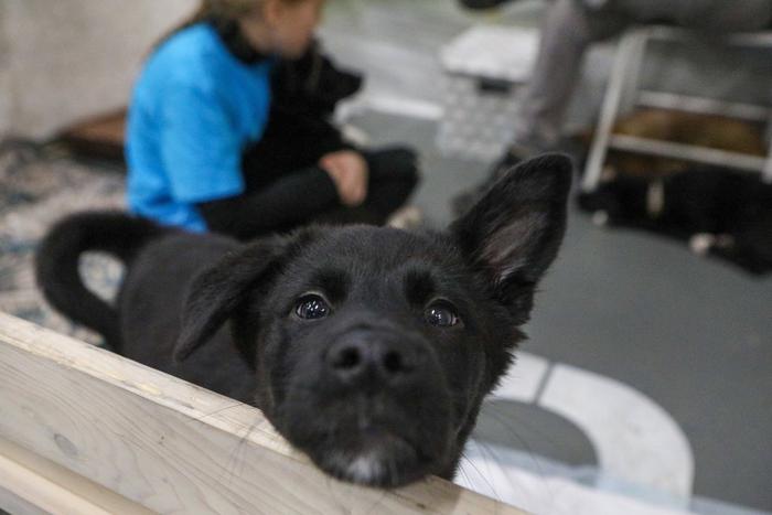 Проблема с бездомными животными не остаётся без внимания в столице