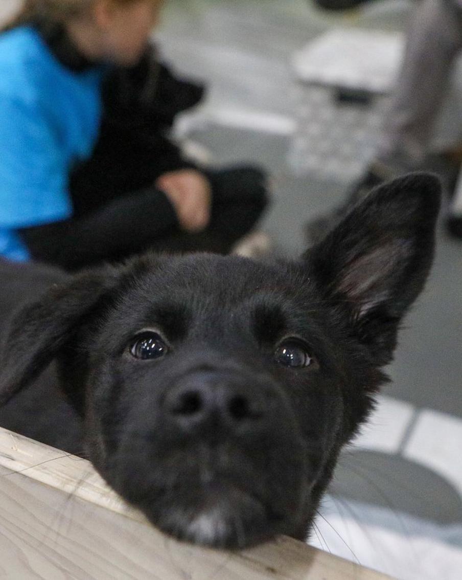 Проблема с бездомными животными не остаётся без внимания в столице