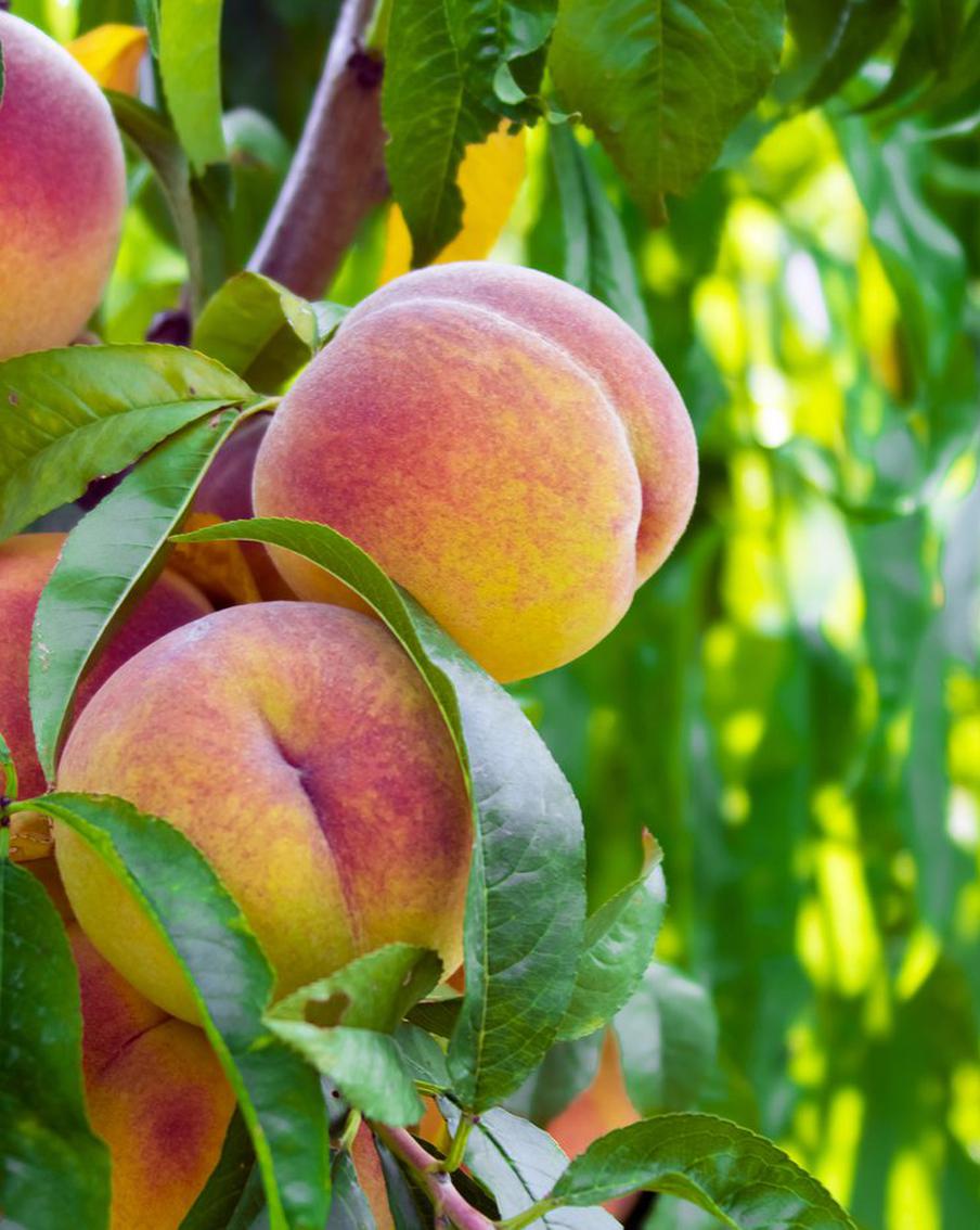 Иногда все имеющиеся в наличии продукты нам надоедают. И тогда наступает пора обратить внимание на южные фрукты