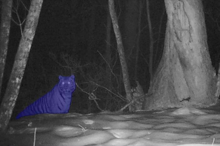 Искусственный интеллект поможет учёным сосчитать тигров, леопардов и лис, которые обитают в федеральных национальных парках