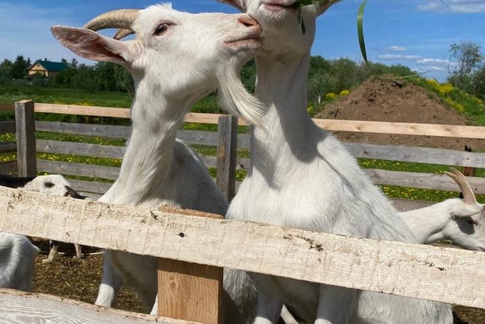 Поможет ли рогатый патруль предотвратить пожары в России? Оценили с экспертами заграничный метод борьбы с огнём