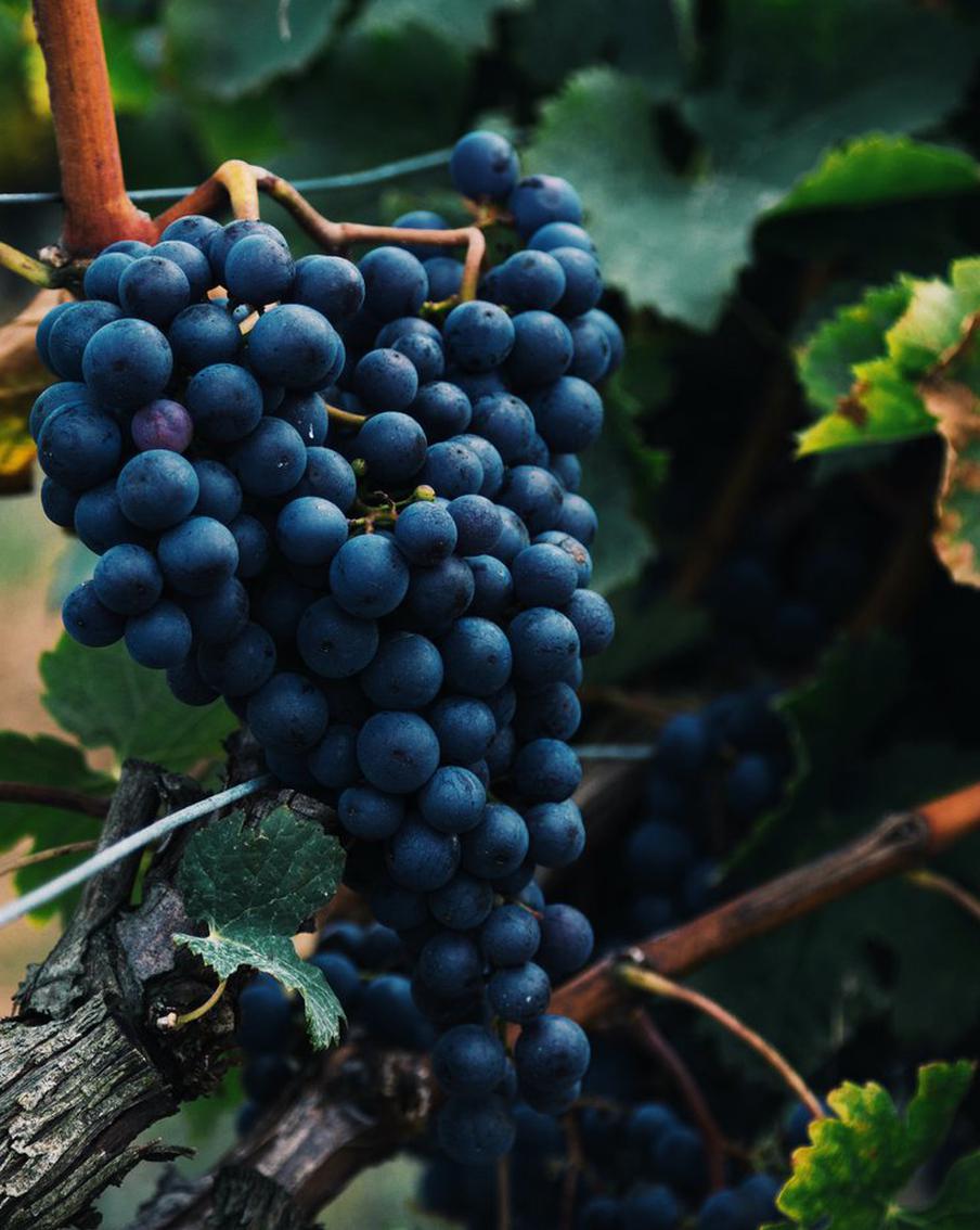 Что за зверь такой?! Откуда на полках магазинов взялось ординарное вино