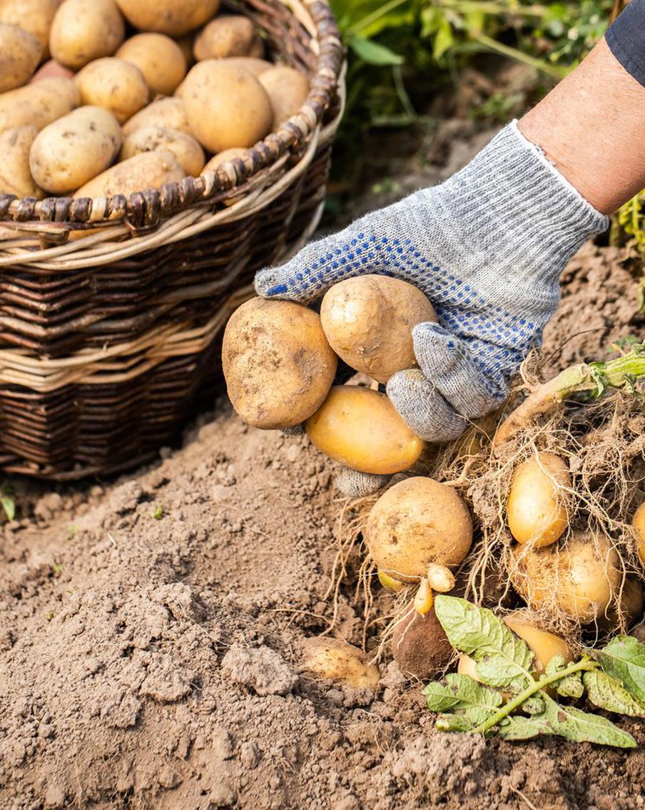 Готовим участок к осени: когда начинать и что именно следует сделать