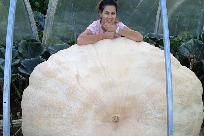 Тыкву-рекордсмена весом более 900 кг вырастил в Луховицах агроном Андрей Гусев