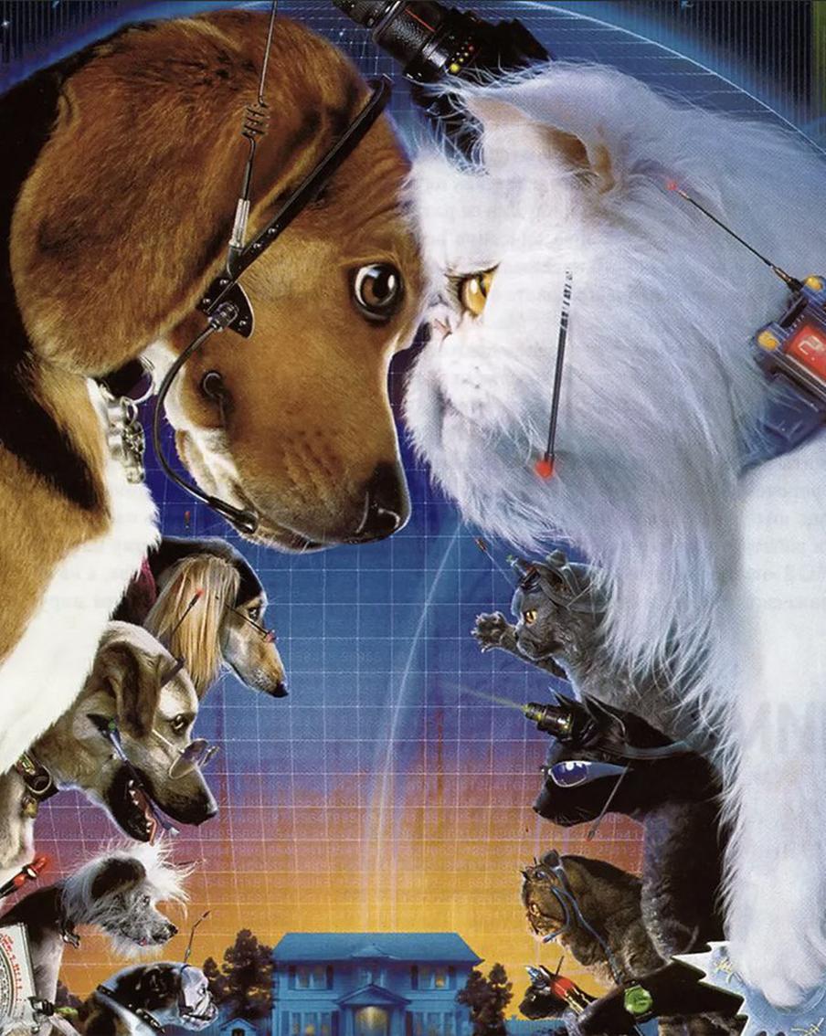 Как подружить кошку и собаку? Не сталкивайте их сразу нос к носу