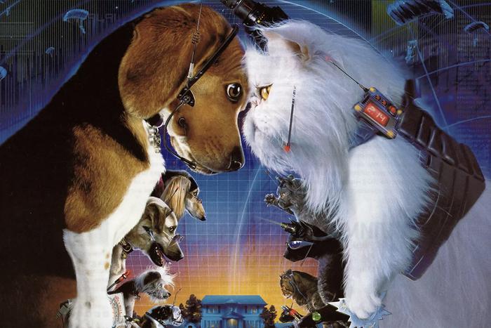 Как подружить кошку и собаку? Не сталкивайте их сразу нос к носу