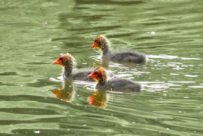 На московских водоёмах подсчитали утят