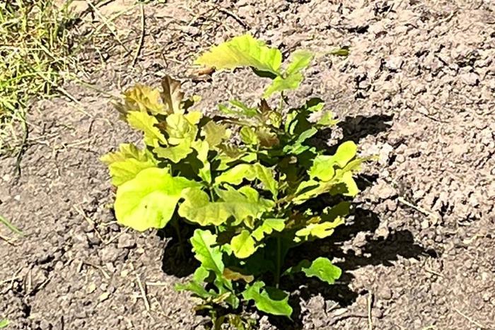 Учёные нашли способ "вернуть" Тургеневский дуб