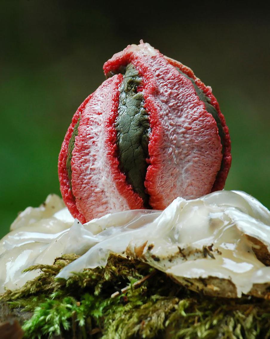 Чем пахнут "пальцы дьявола"... и многие другие грибы (с названиями попроще)