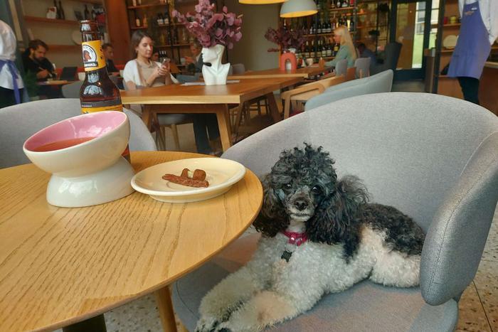 Животные тоже имеют право расслабиться по-человечески: в меню московского кафе появилось пиво и шампанское для собак