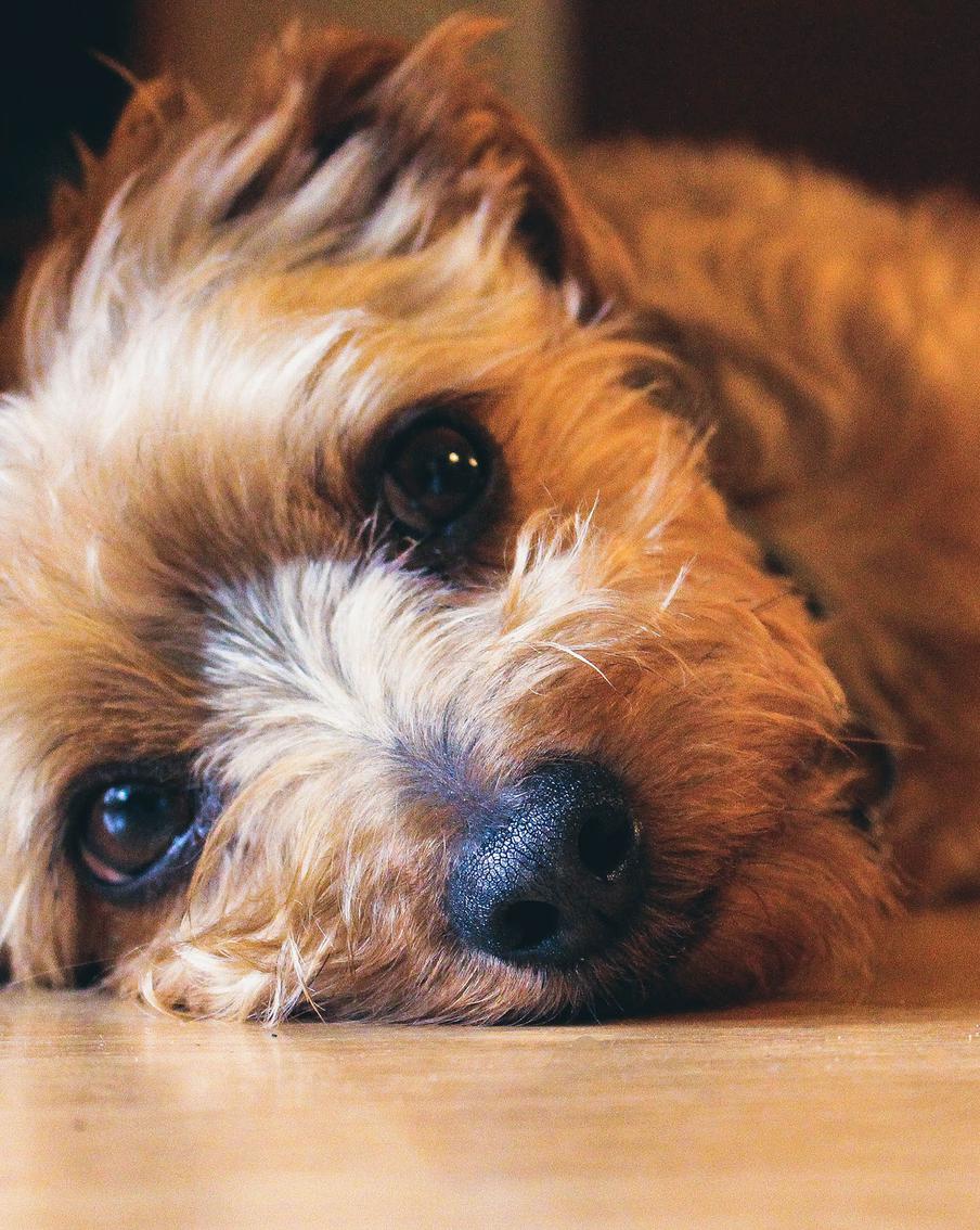 Как понять, что собака скучает, и как вывести питомца из состояния депрессии