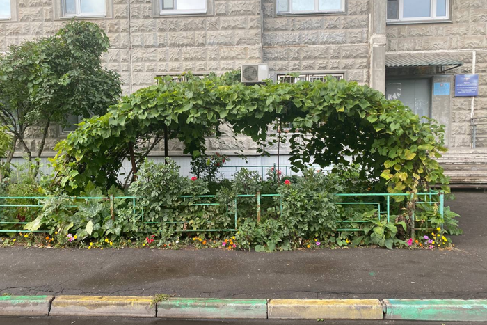 Лучший виноградник растёт на Филёвском бульваре: местный электрик разбил огород рядом с полицейским участком