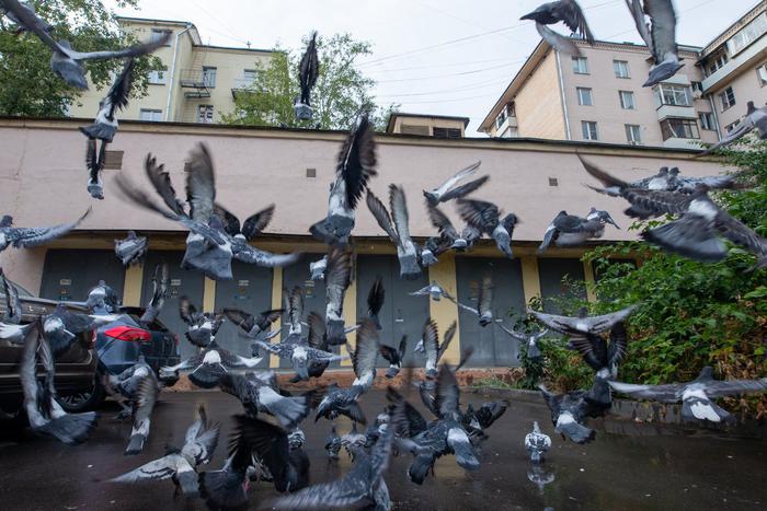 В Красносельском районе сердобольные жители прикормили птиц. Как итог – огромная стая досаждает соседям и коммунальным службам