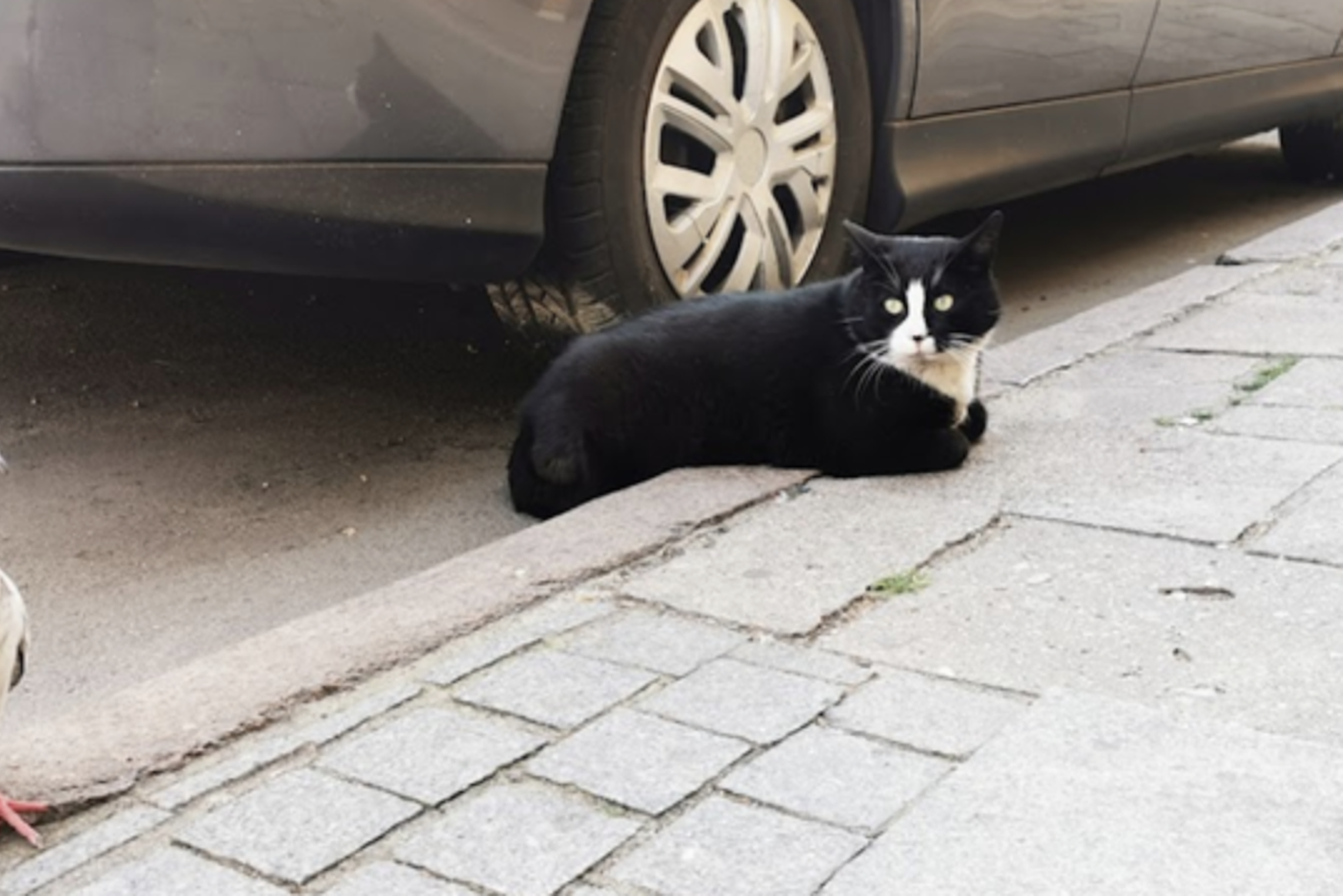 Кот Гацек обленился. Больше не охотится...