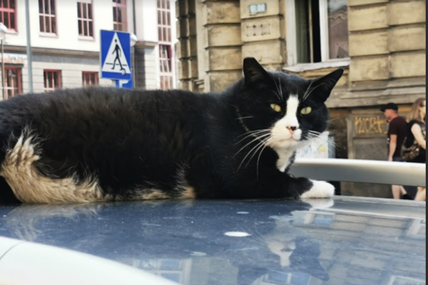 Больше всего на свете кот любит лежать на крышах автомобилей и наблюдать за миром вокруг