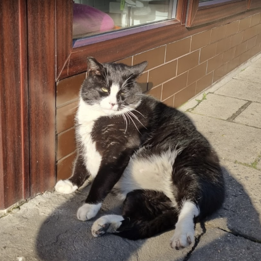 Зоозащитники переживают за лишний вес кота, хотя многим толстый Гацек кажется милым. Теперь хвостатого могут посадить на диету