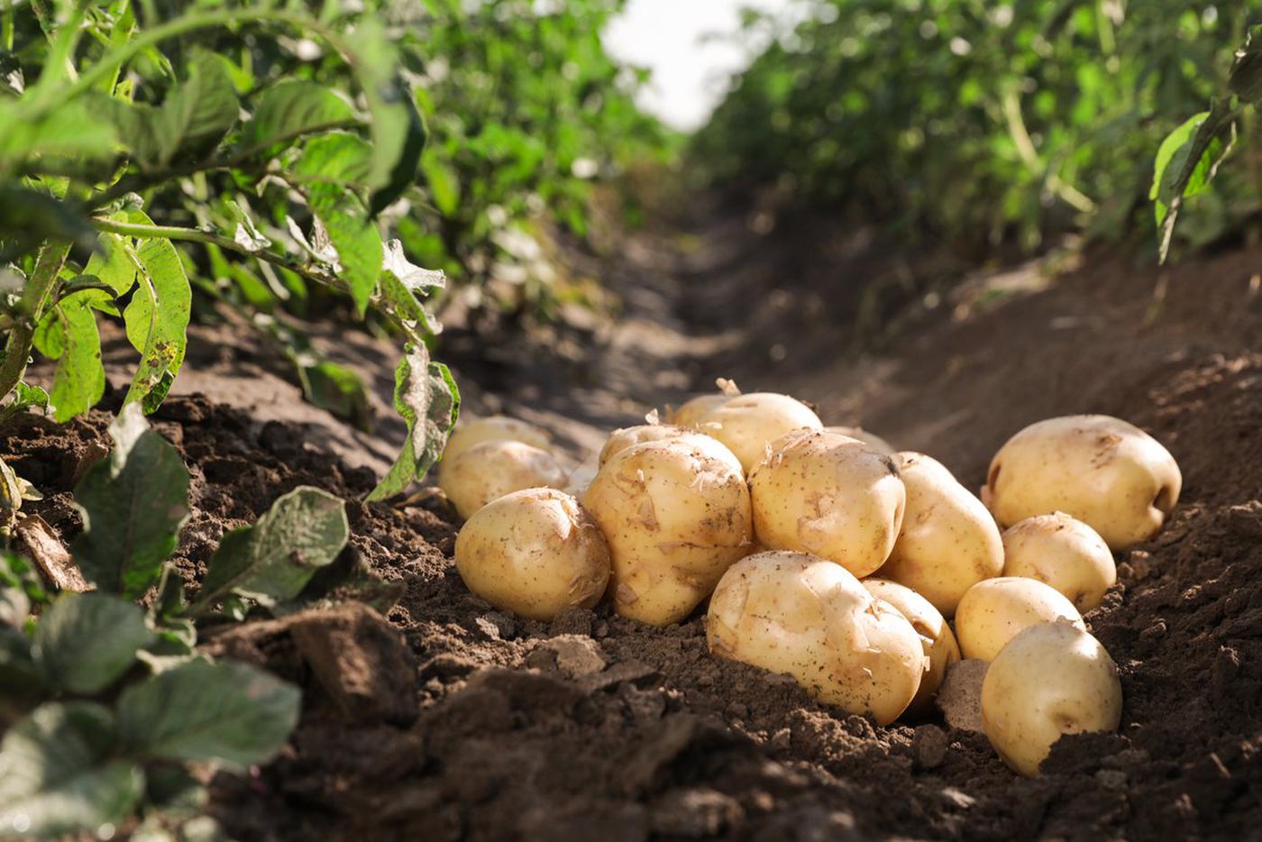 Какой вкус картошки. Potato in the ground. Potatoes in the field. Фото картошечки которую хотят съесть. Potatoes pictures Plants.