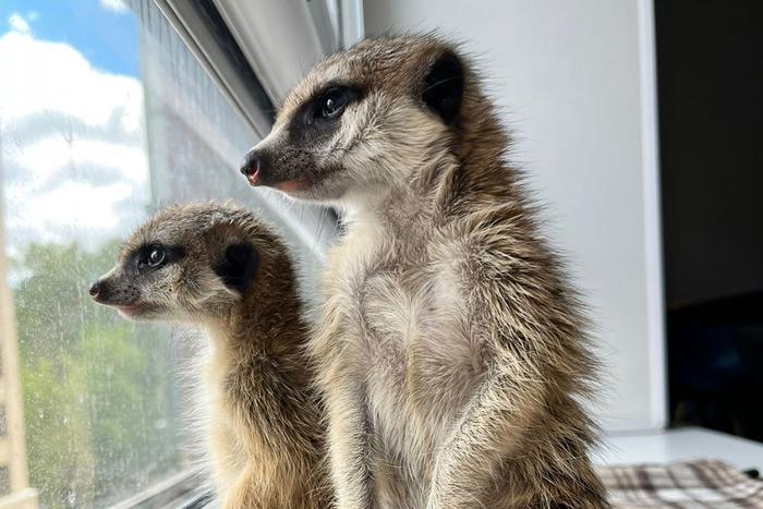 Жители Красноярска поселили у себя дома 13 сурикатов. Первые зверьки появились у них 8 лет назад
