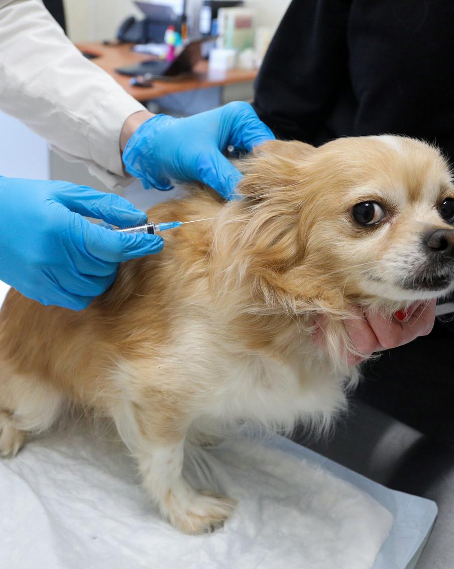 В столице заработали 360 временных пунктов вакцинации от бешенства. Хозяевам предлагается защитить своих питомцев от опасной болезни