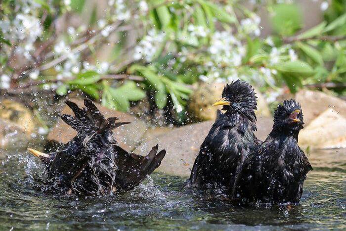 Фотограф "Мосприроды" снимает разных обитателей планеты, но больше всего ему нравятся птицы