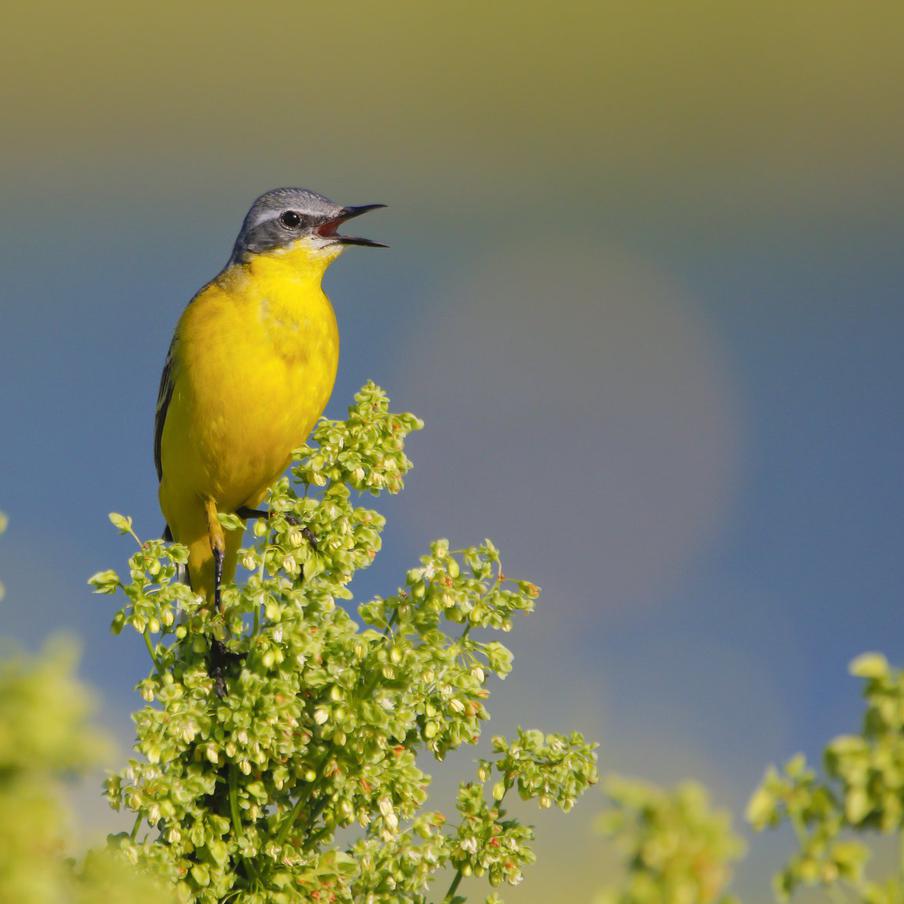 Фотограф "Мосприроды" Сергей Беляев ловит лучшие моменты.