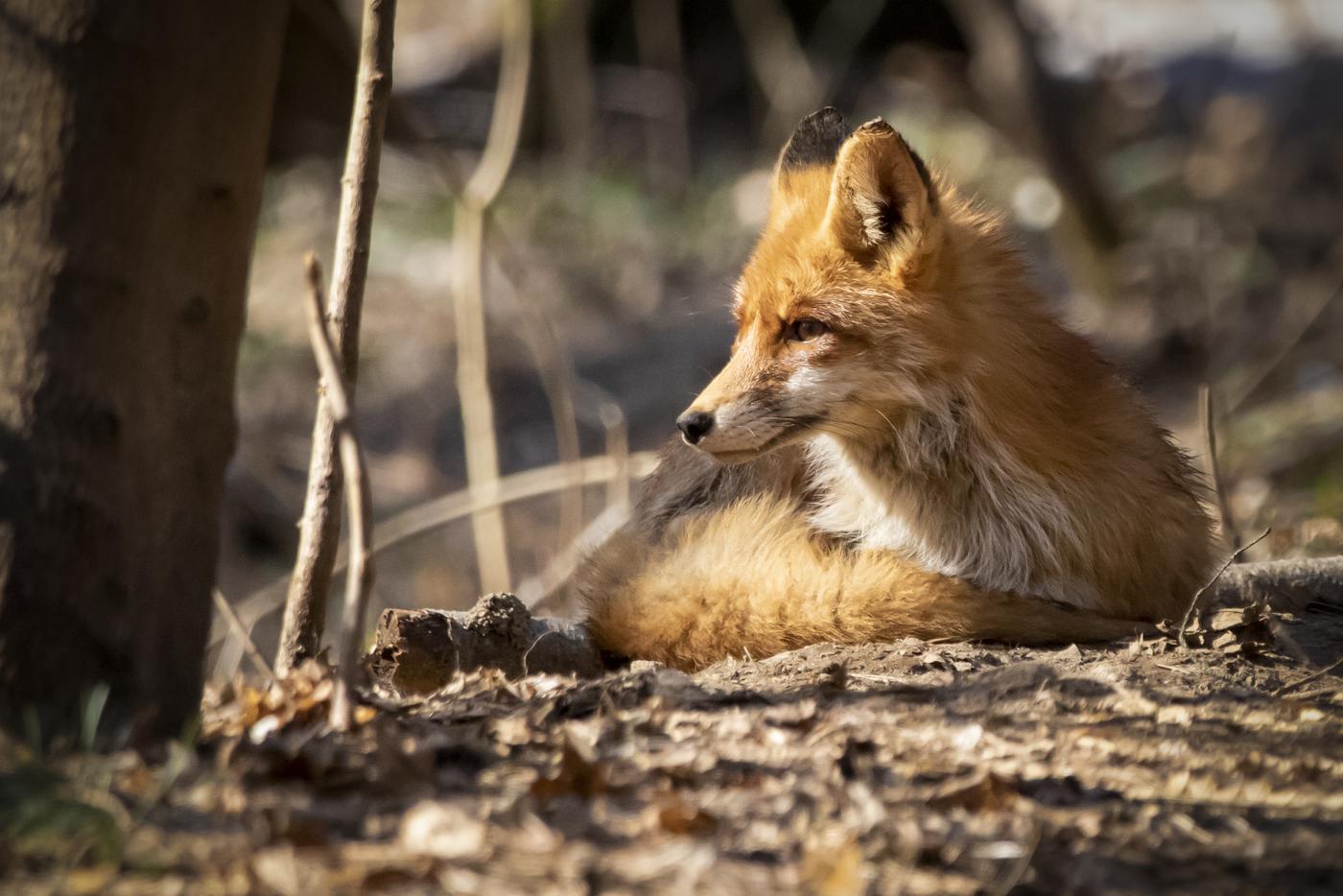 Фотограф "Мосприроды" Сергей Беляев ловит лучшие моменты.