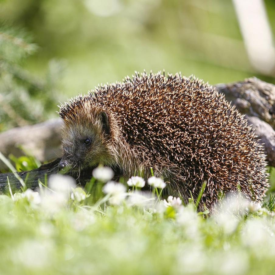 Фотограф "Мосприроды" Сергей Беляев ловит лучшие моменты.
