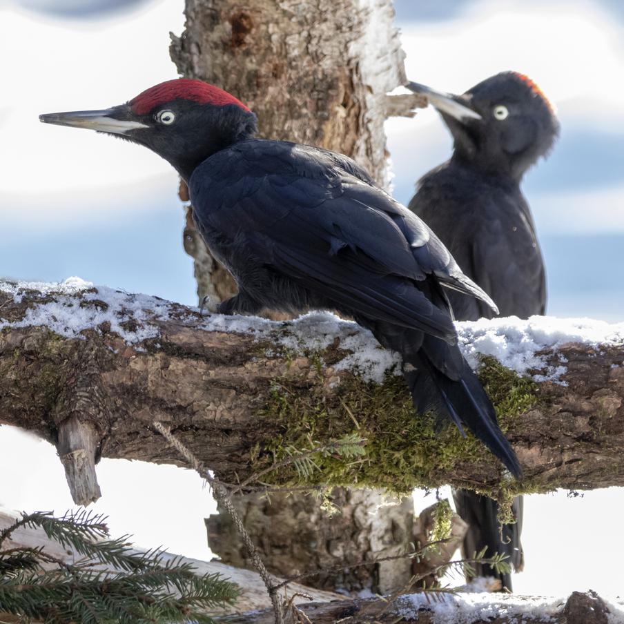 Фотограф "Мосприроды" Сергей Беляев ловит лучшие моменты.