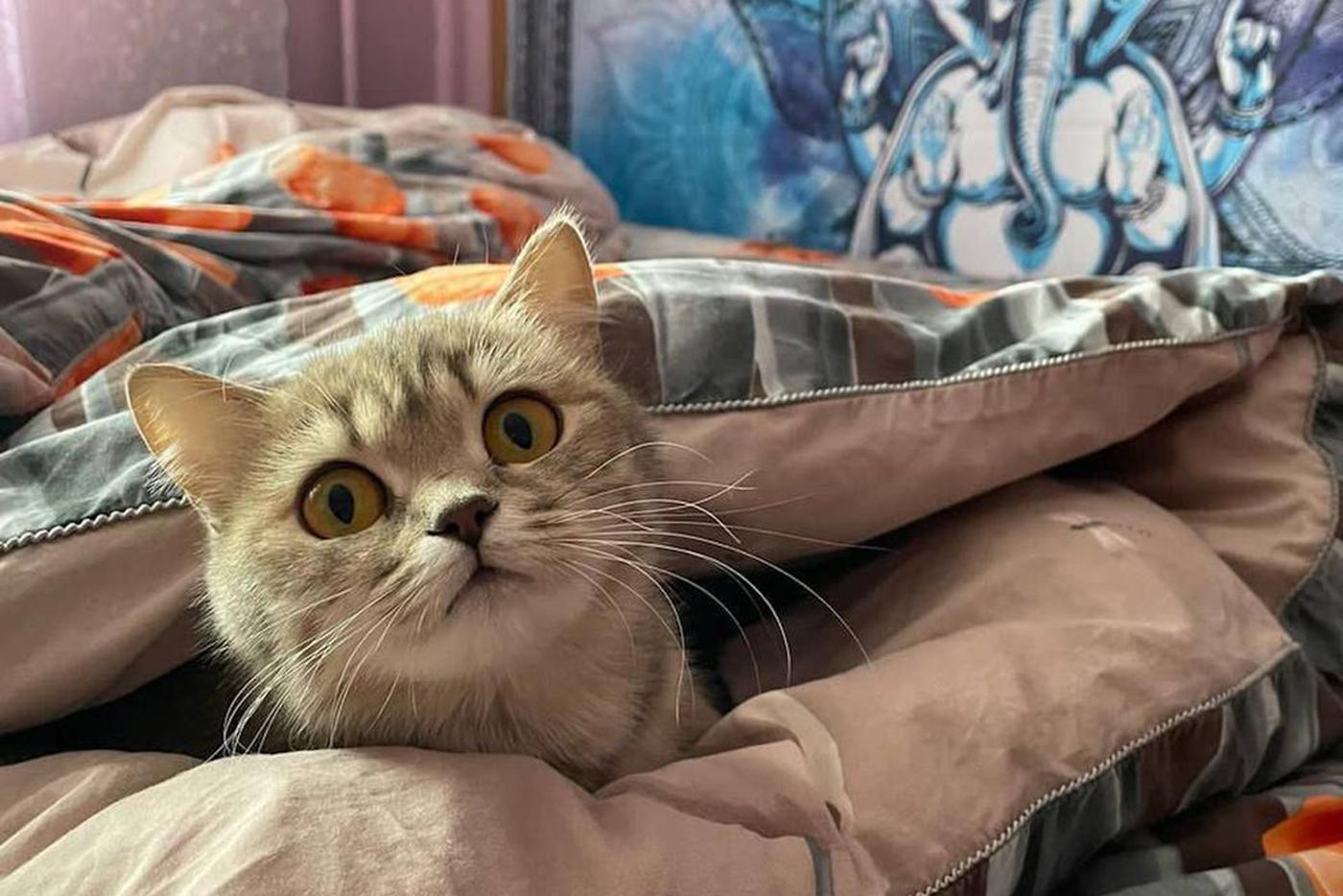 Хозяин может не вернуться: призванные по мобилизации пристраивают питомцев