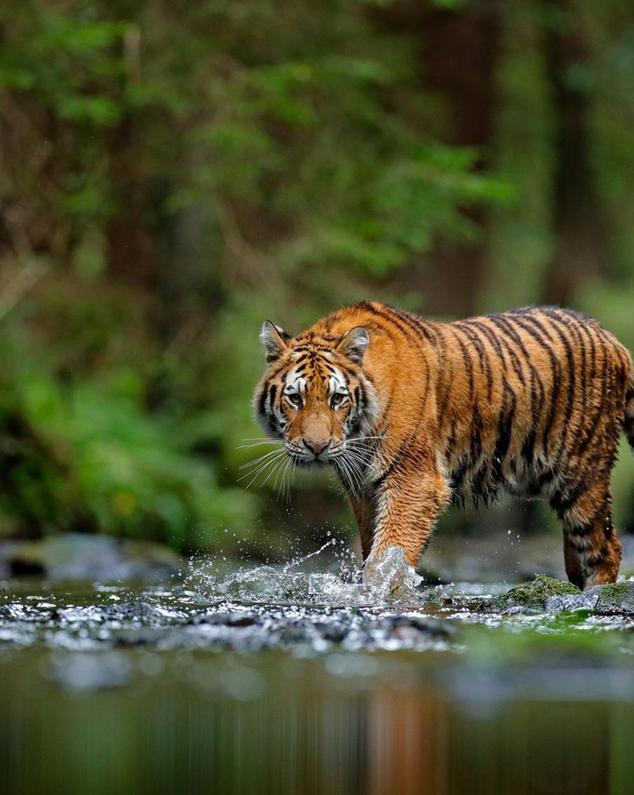 Дикая природа России движется в столицу. В Москве откроется новая выставка
