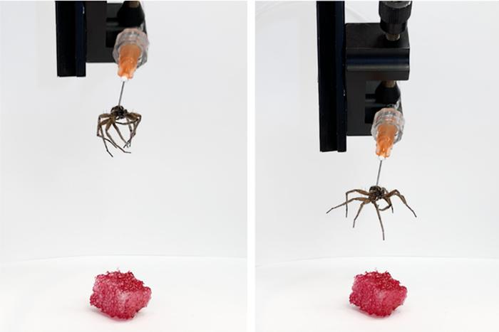 Мёртвых пауков оживили, превратив их в некроботов Учёные используют паучьи ноги в качестве механических захватов