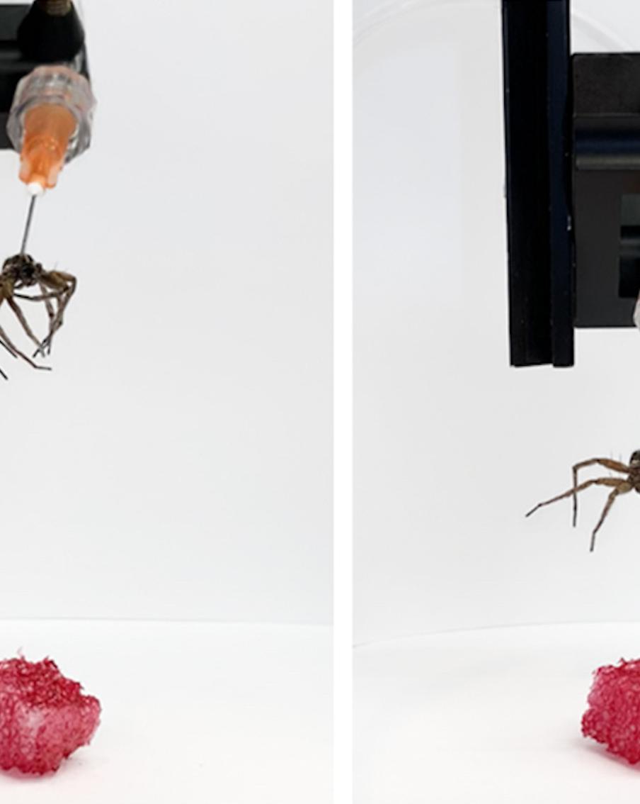 Мёртвых пауков оживили, превратив их в некроботов Учёные используют паучьи ноги в качестве механических захватов