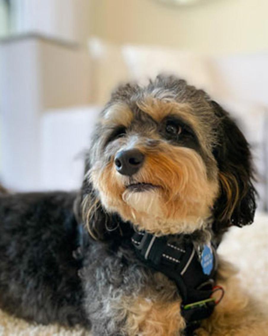 Современные технологии позволяют держать животных на контроле, даже если их хозяева находятся на расстоянии от них