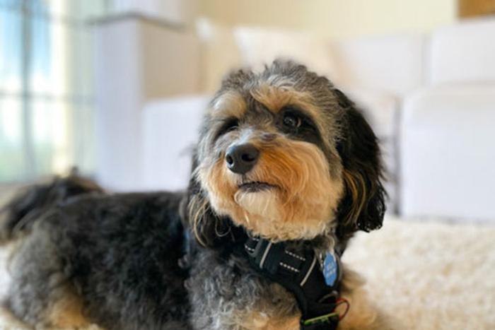 Современные технологии позволяют держать животных на контроле, даже если их хозяева находятся на расстоянии от них