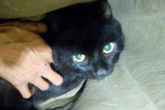 В Свердловской области спасли кота с макушки сосны: животное сутки просидело на дереве