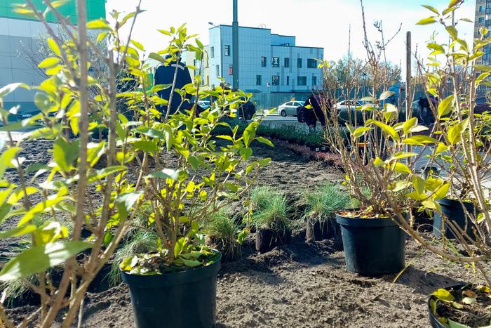 Мониторинг за зелёными насаждениям в столице станет более тщательным. Это мера важна для безопасности граждан