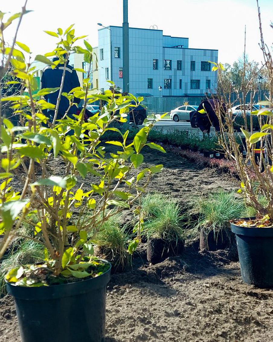 Мониторинг за зелёными насаждениям в столице станет более тщательным. Это мера важна для безопасности граждан