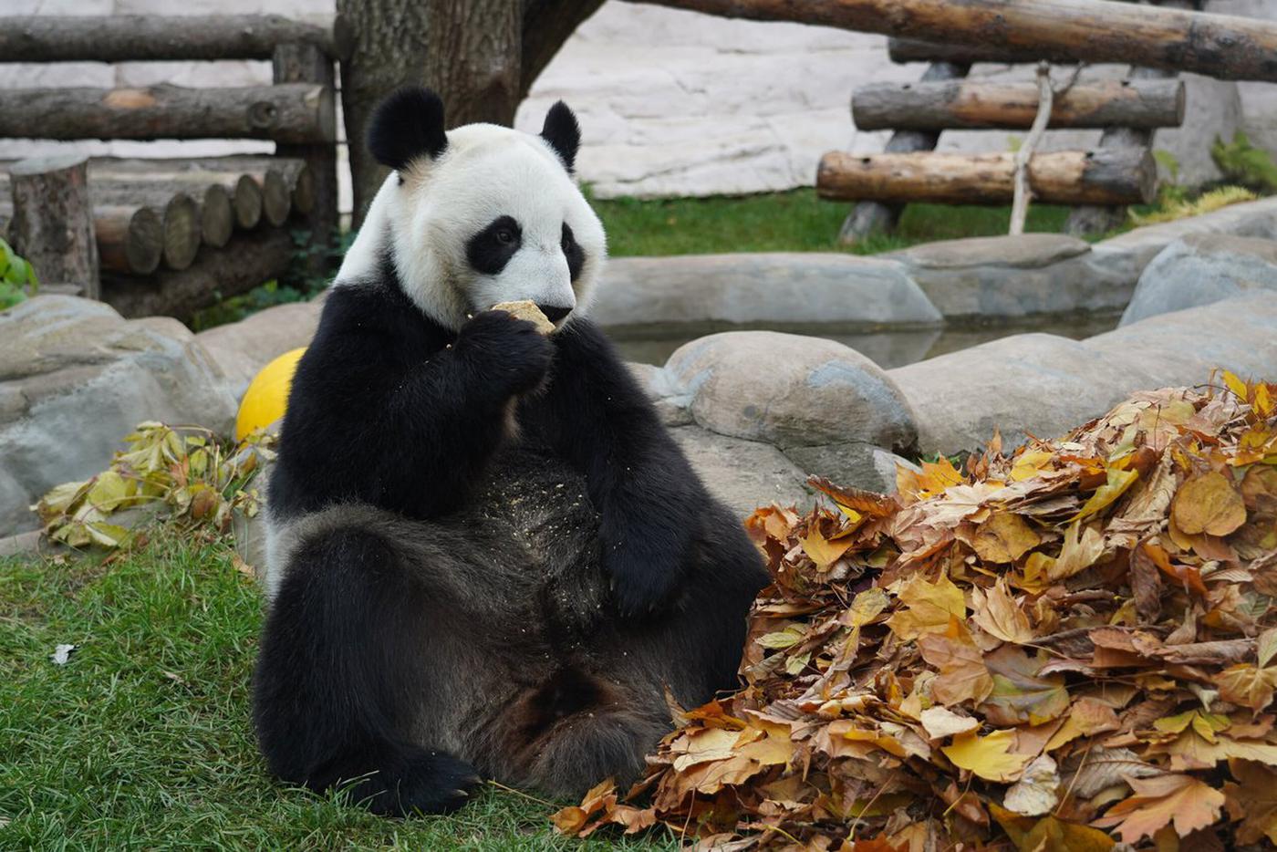 Панда жуи в Московском зоопарке