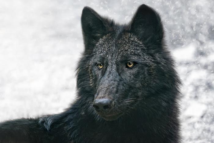 Зоологи выяснили причину распространения чёрных волков в Америке: во всём "виновата" чума собак