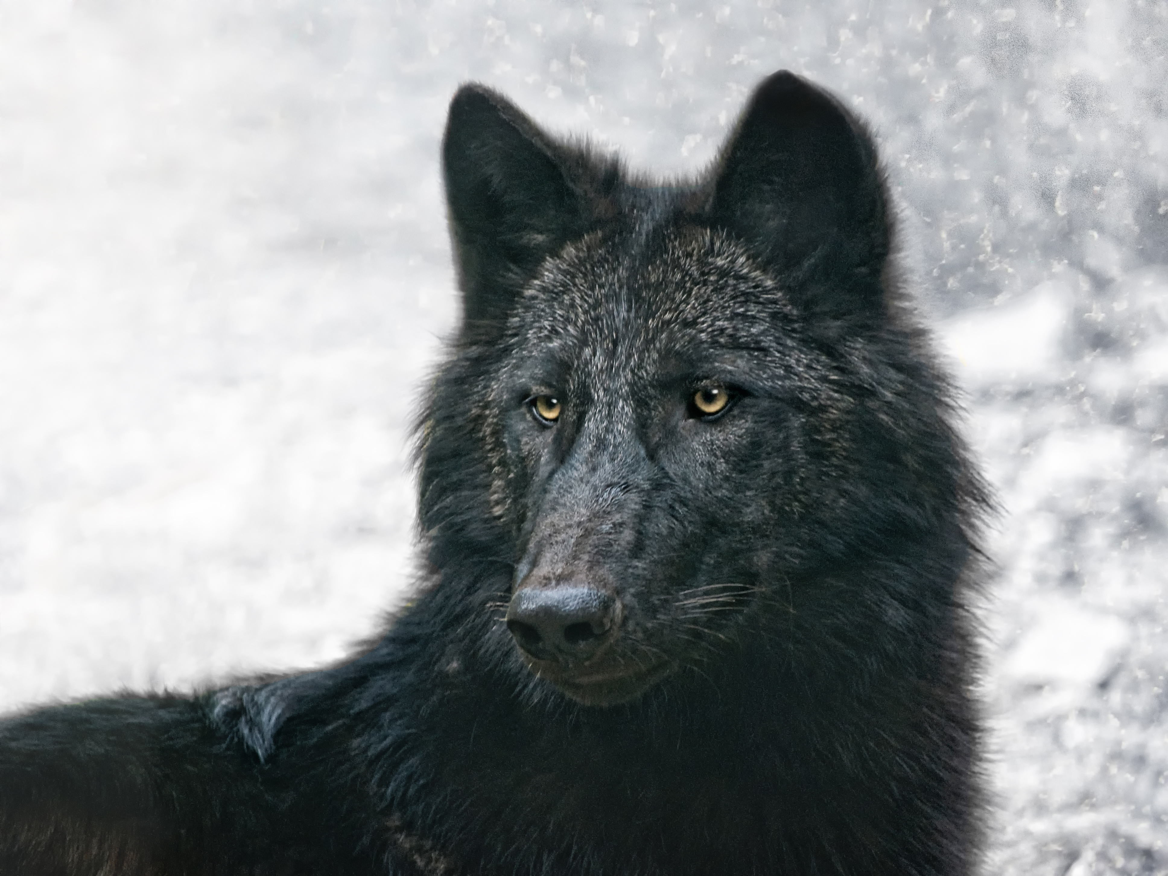 Учёные обнаружили неожиданную причину редкого для волков чёрного окраса