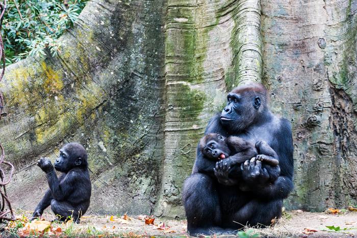 Диких обезьян пора спасать от полного исчезновения