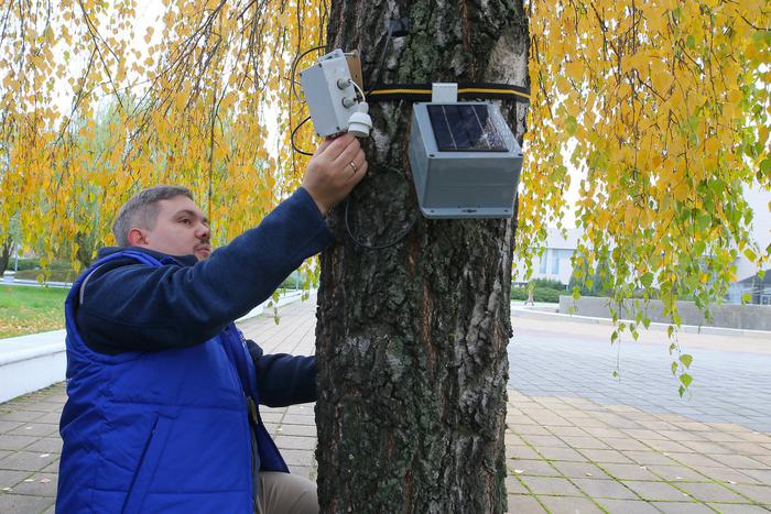 Что за странные датчики висят на московских деревьях и для чего они нужны