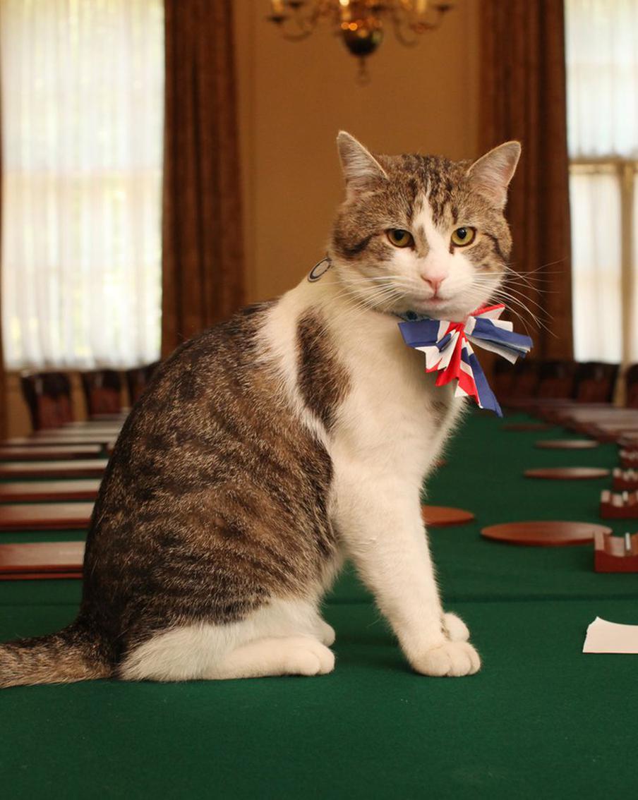 Кот Ларри предпочёл посту премьер-министра икру и омаров