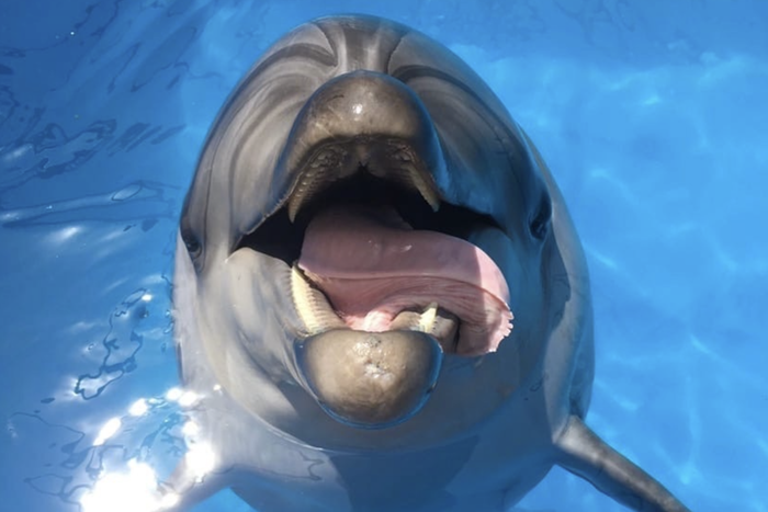 В Севастополе разыскивают выброшенных в море дельфинов