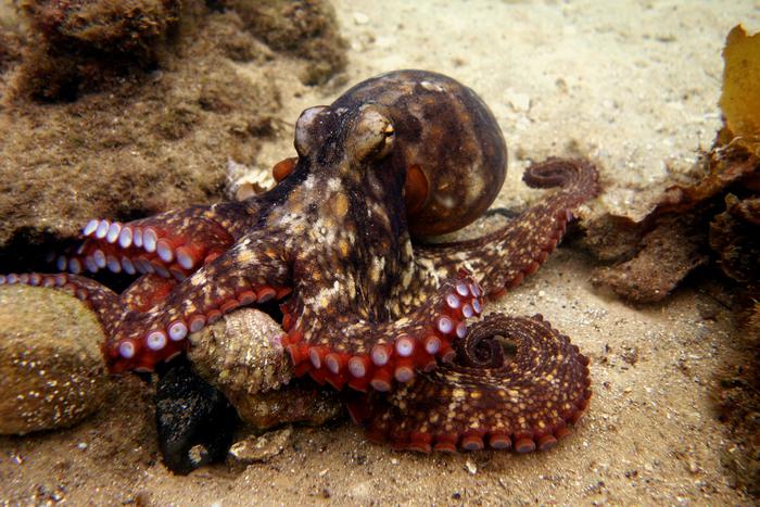 Илом по мордасам: самки осьминогов кидаются отходами в самцов