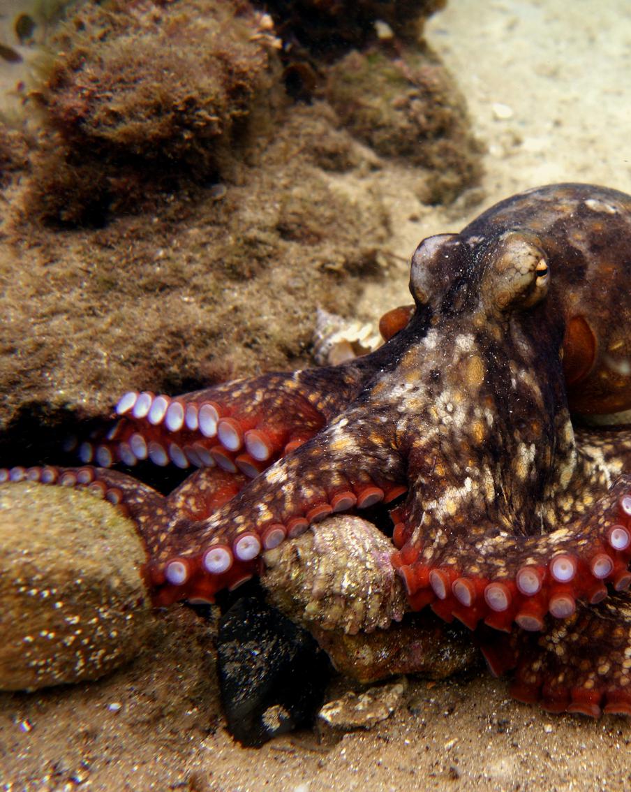 Илом по мордасам: самки осьминогов кидаются отходами в самцов