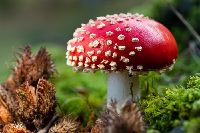 Грибной облом: как государство борется с новым наркотическим поветрием