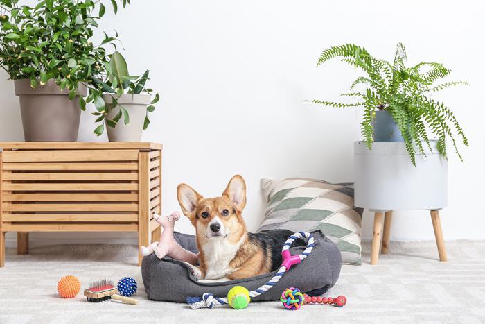 Как выбрать хорошую игрушку для собаки и нужны ли они ей вообще?