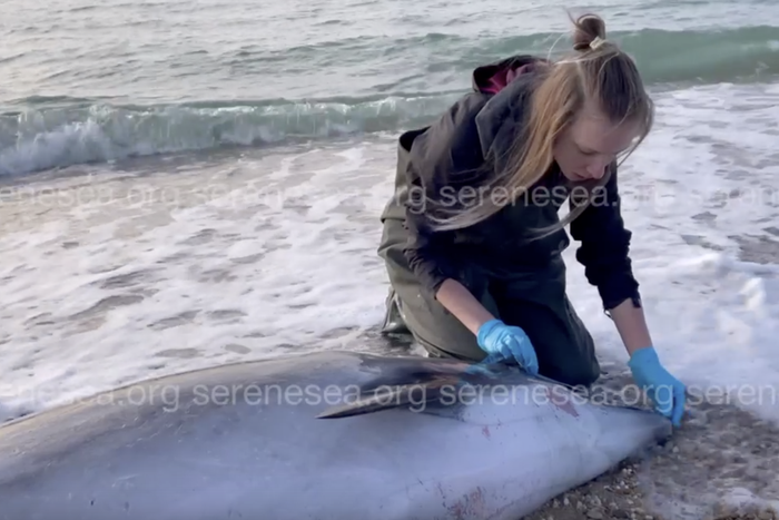 Мёртвый дельфин оказался не Зоей