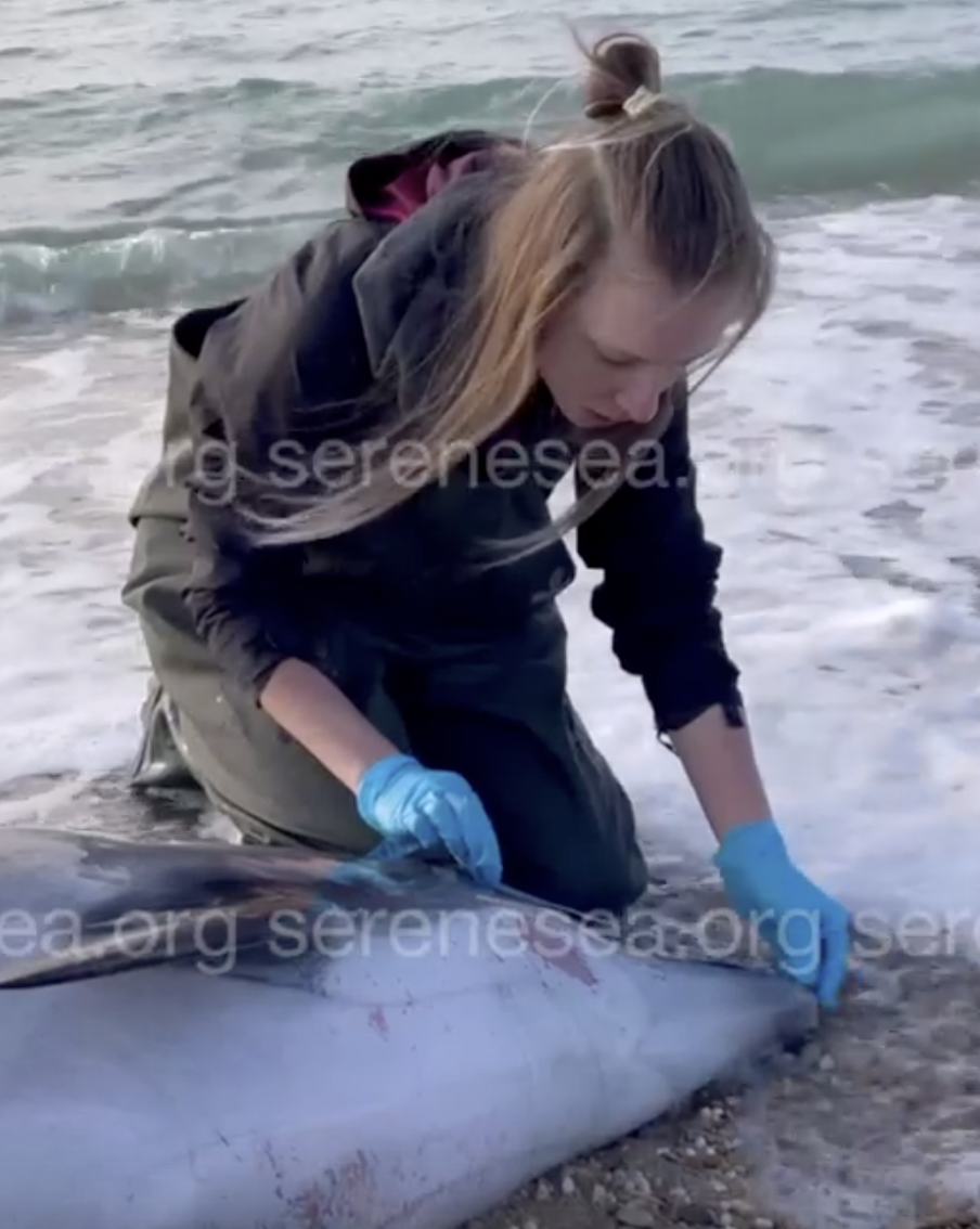 Мёртвый дельфин оказался не Зоей